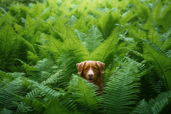 Eğreltiotundaki Köpek Ormandaki Nova Scotia Duck Tolling Retriever Tropik Ağaçlar — Stok fotoğraf