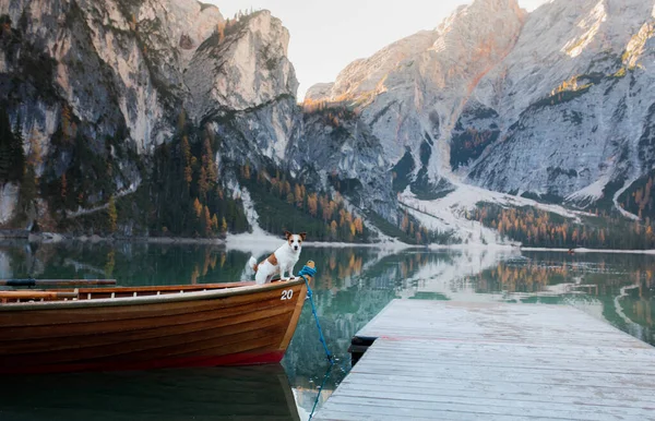 Dog Jack Russell Terrier Boat Mountain Lake Braies Boat Station — Stock Photo, Image
