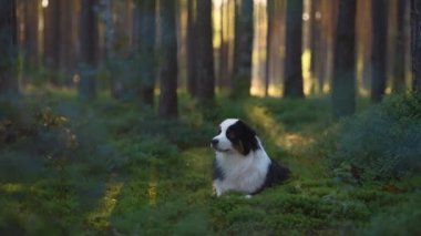 Çam ormanındaki bir köpek. Avustralya Çoban Köpeği. 