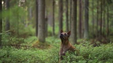 Thai Ridgeback köpeği ormanda uzanıyor ve etrafa bakıyor.. 