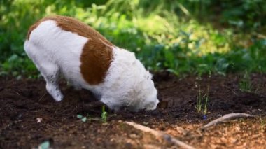 Köpek çukur kazıyor. Jack Russell Terrier toprağı kazıyor