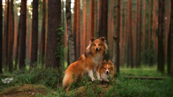 Dos perros juntos en el bosque. Shelties yacen en el musgo. — Vídeo de stock