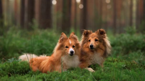 Dos perros juntos en el bosque. Shelties yacen en el musgo. — Vídeo de stock