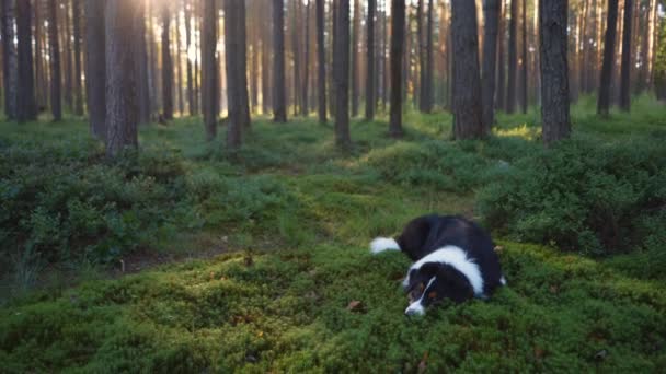 소나무 숲에 사는 개. 오스트레일리아 목자의 천성. — 비디오