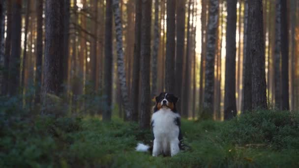 Собака в сосновом лесу. Австралийская овчарка. — стоковое видео