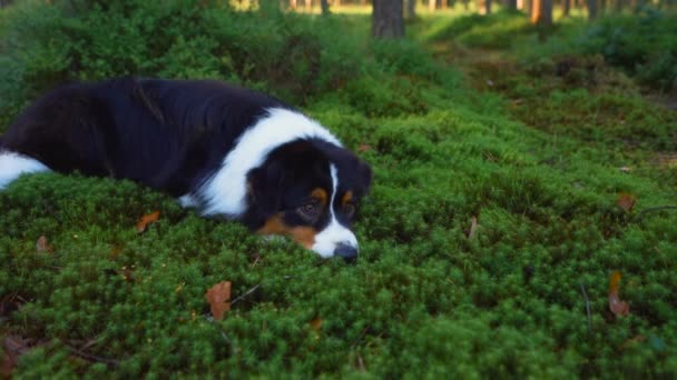 Собака в сосновом лесу. Австралийская овчарка. — стоковое видео