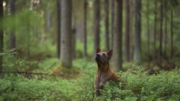 Tailandés Ridgeback perro se encuentra en el bosque y mira a su alrededor. — Vídeo de stock