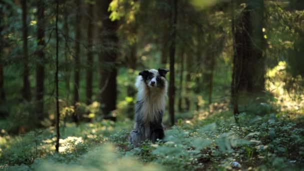 Cão na floresta. obediente borda collie fica em suas patas traseiras. — Vídeo de Stock