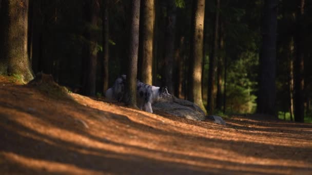 Perro en el bosque. border collie camina lentamente entre los árboles — Vídeo de stock