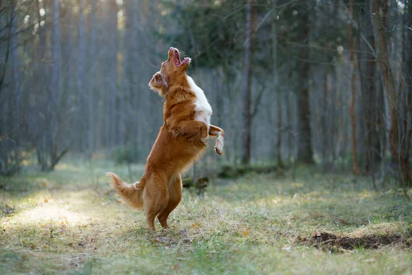 Собака Стрибає Ліс Нова Шотландія Качур Толлінг Природі Серед Дерев — стокове фото