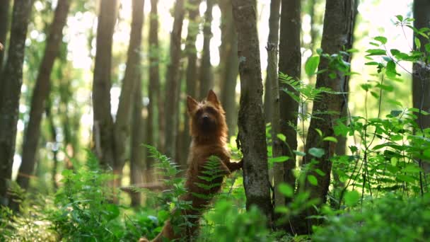 Hond in het bos — Stockvideo