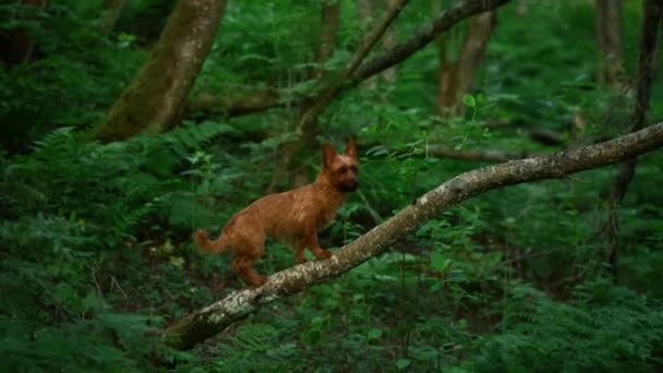Perro en el bosque — Vídeo de stock