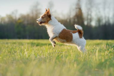 Köpek sahada koşuyor. Aktif Jack Russell Terrier. Evcil hayvan hareket halinde. gün batımı