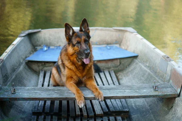 dog in the boat. wet German Shepherd in nature, at lake