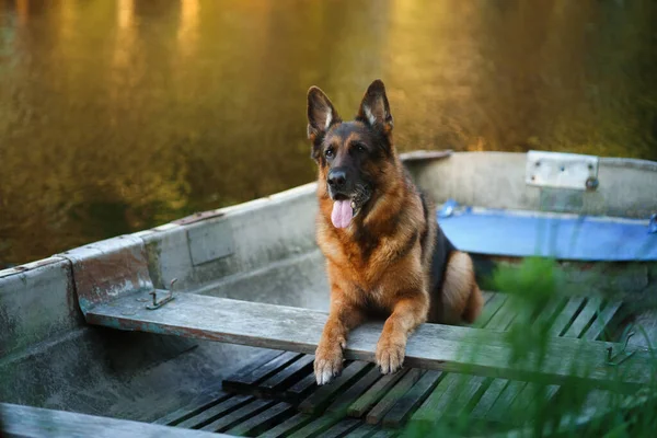 狗在船上 湿湿的德国牧羊犬 在湖中 — 图库照片