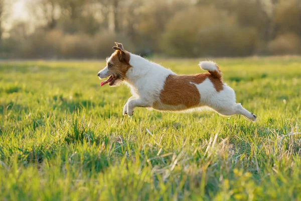 Dog Running Field Active Jack Russell Terrier Pet Motion Sunset — Stock Photo, Image