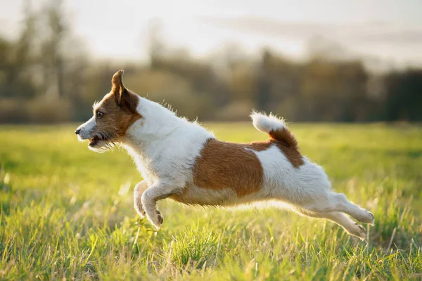 Dog Running Field Active Jack Russell Terrier Pet Motion Sunset — Stock Photo, Image