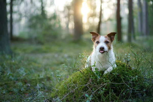 Hund Skogen Jack Russell Terrier Vandrar Naturen — Stockfoto