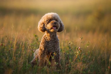 Çimlerin üzerinde minyatür çikolatalı kaniş. Doğada evcil hayvan. Oyuncak gibi şirin bir köpek.