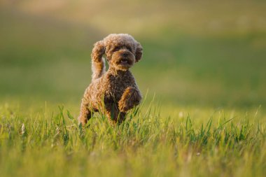 Çimlerin üzerinde minyatür çikolatalı kaniş. Doğada evcil hayvan. Oyuncak gibi şirin bir köpek.