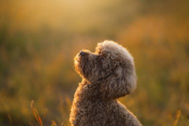 Çimlerin üzerinde minyatür çikolatalı kaniş. Doğada evcil hayvan. Oyuncak gibi şirin bir köpek.