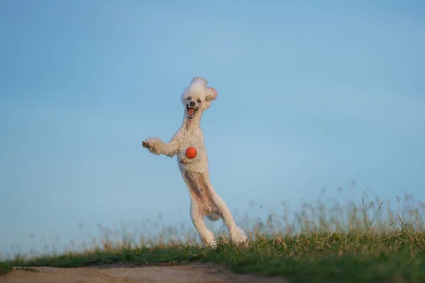 Qué Divertido Salto Perro Pequeño Caniche Blanco Juega Con Una —  Fotos de Stock