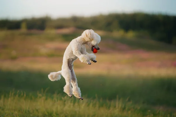 Funny Dog Jump Small White Poodle Plays Ball Active Pet — Stock Photo, Image