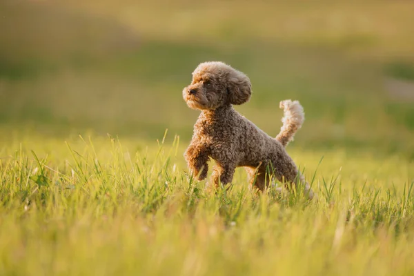 Caniche Chocolate Miniatura Grama Animal Estimação Natureza Cão Bonito Como — Fotografia de Stock