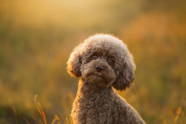 Caniche Chocolate Miniatura Hierba Mascotas Naturaleza Lindo Perro Como Juguete —  Fotos de Stock