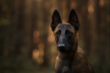 Ormanda Belçikalı çoban köpeği. Malinois 'in doğadaki portresi. Bir evcil hayvanla ahşap manzara