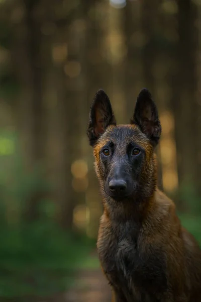 Belgischer Schäferhund Wald Porträt Malinois Der Natur Wald Landschaft Mit — Stockfoto