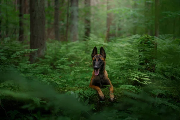ベルギーの羊飼いの犬は 森の中で ログに彼女の足を置く 自然界のマリノス ペットと木製の風景 — ストック写真