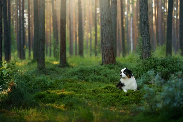 Perro Bosque Pinos Pastor Australiano Naturaleza Paisaje Con Una Mascota —  Fotos de Stock