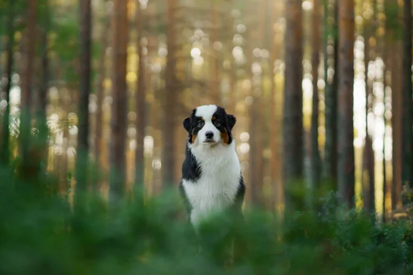 Hond Een Dennenbos Australische Herder Natuur Landschap Met Huisdier — Stockfoto