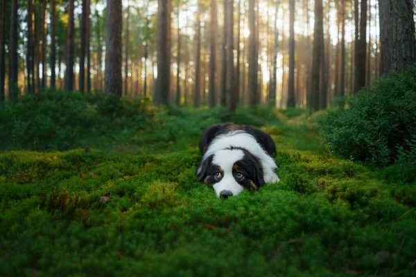 Pies Sosnowym Lesie Owczarek Australijski Naturze Pejzaż Zwierzątkiem — Zdjęcie stockowe