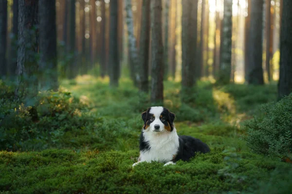 Perro Bosque Pinos Pastor Australiano Naturaleza Paisaje Con Una Mascota — Foto de Stock