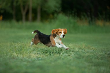 Doğadaki köpek, parkta. Beagle köpek yavrusu koşup oynuyor. Evcil hayvan. 