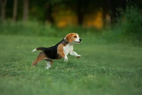 Cão Natureza Parque Filhote Cachorro Beagle Corre Joga Pet Fora — Fotografia de Stock