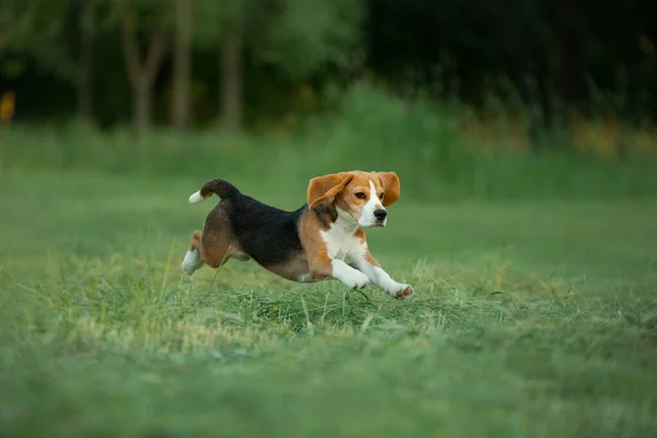 Kutya Természetben Parkban Beagle Kiskutya Fut Játszik Háziállat Odakint — Stock Fotó