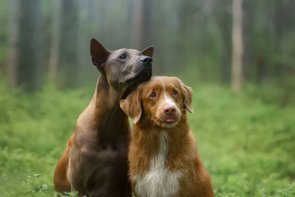 Zwei Hunde Wald Beziehungen Freundschaft Thai Ridgeback Und Nova Scotia — Stockfoto