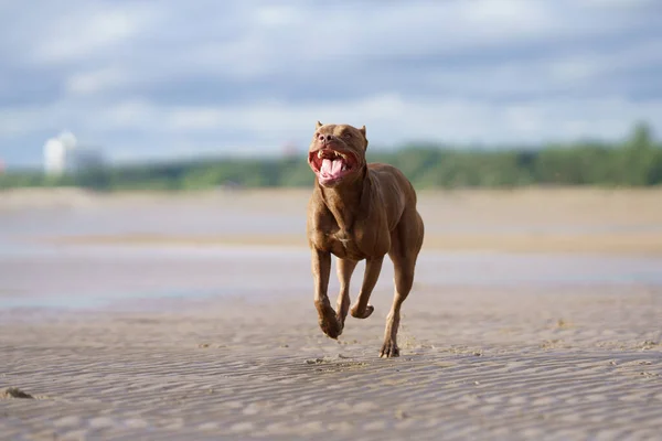 Cane Sulla Spiaggia Attivo Pit Bull Terrier Giocare Sullo Sfondo — Foto Stock