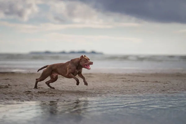 Cane Sulla Spiaggia Attivo Pit Bull Terrier Giocare Sullo Sfondo — Foto Stock