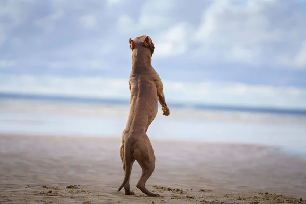 Собака Пляжі Активний Пітбультер Грає Тлі Моря Домашня Тварина Влітку — стокове фото