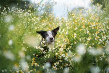Papatya tarlasında bir köpek. Mutlu Sınır Çobanı. 