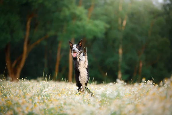 Hund Einem Feld Von Gänseblümchen Glücklicher Border Collie Der Natur — Stockfoto