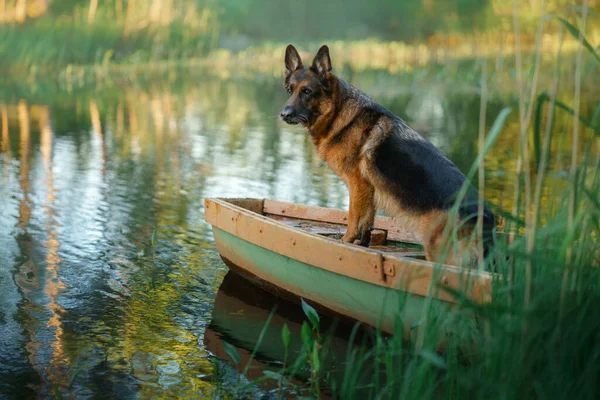 狗在船上 德国牧羊人的本性 — 图库照片