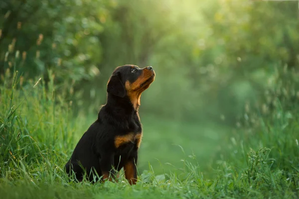 Rottweiler Hond Natuur Portret Van Een Pup Het Gras Huisdier — Stockfoto