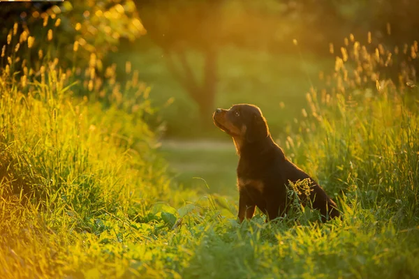 Doğada Rottweiler Köpeği Çimlerin Üzerindeki Bir Köpek Yavrusunun Portresi Parktaki — Stok fotoğraf