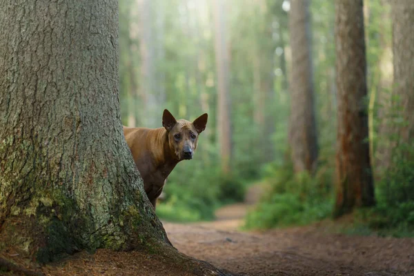 Hund Wald Rothaarige Thai Ridgeback Der Natur Waldlandschaft Mit Hund — Stockfoto