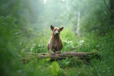 Ormandaki köpek. Kızıl saçlı Tayland Sırtı doğada bir kütüğün üzerinde yatıyor. Köpekli orman manzarası